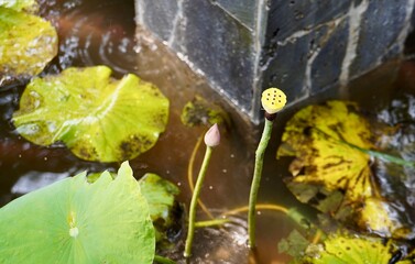 Not yet bloomed lotus water lily plant. Lotus pod isolated on horizontal ratio pond water surface with green wide leaves background on summer season.