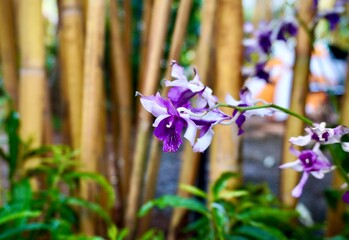 Beautiful selective focus on purple Cooktown Orchid flower petal isolated on horizontal bamboo tree trunk background.
