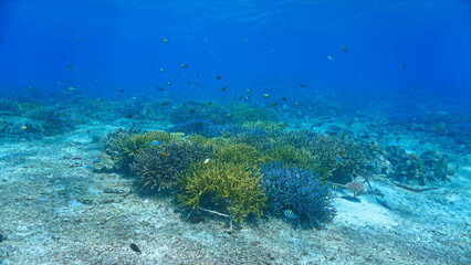 Fototapeta premium Underwater photo of coral conservation and a colorful coral reef that looks like a meadow. From a scuba dive off the coast of the island Nusa Lembongan, Bali in Indonesia.