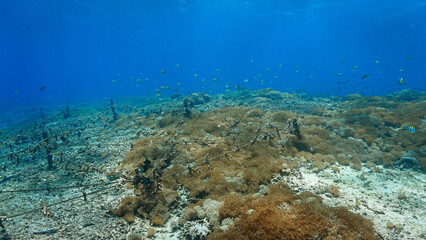 Underwater photo of coral conservation and a colorful coral reef that looks like a meadow. From a scuba dive off the coast of the island Nusa Lembongan, Bali in Indonesia.
