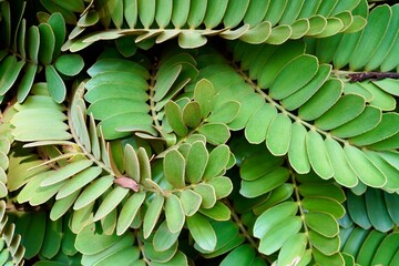 Beautiful green plant leaves zamia furfuracea botanical flora close up texture isolated on full frame horizontal ratio background for website and social media post wallpaper or backdrop.