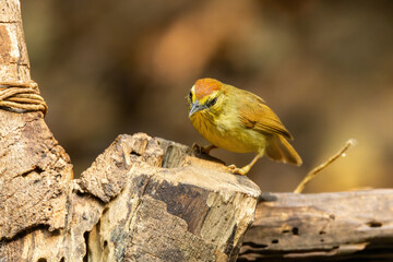 The Pin-striped Tit-Babbler (Mixornis gularis) is a small, active bird characterized by its olive-brown upperparts and fine white streaks on its head and breast.