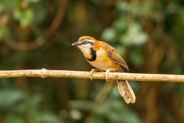 The Lesser Necklaced Laughingthrush (Garrulax monileger) is a medium-sized bird with a brown body, white throat, and distinctive black neck band. 