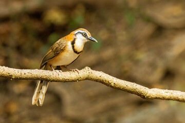 The Lesser Necklaced Laughingthrush (Garrulax monileger) is a medium-sized bird with a brown body, white throat, and distinctive black neck band. 