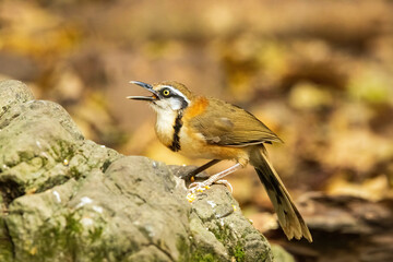 The Lesser Necklaced Laughingthrush (Garrulax monileger) is a medium-sized bird with a brown body, white throat, and distinctive black neck band. 