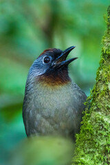 The Silver-eared Laughingthrush (Trochalopteron melanostigma) is a medium-sized bird with olive-brown plumage, a striking silver patch behind its eye, and a black mask. 