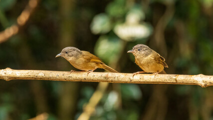 The Brown-cheeked Fulvetta (Alcippe poioicephala) is a small, unobtrusive bird with brownish-grey upperparts and a distinctive brown cheek patch. 