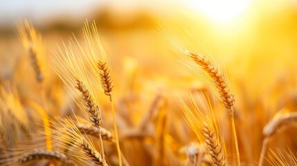 Golden wheat field at sunset, warm light