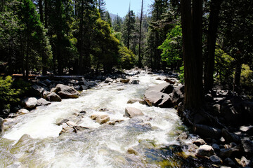 river stream and forest trees in Yosemite National Park in California, USA