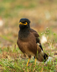 The Common Myna (Acridotheres tristis) is a medium-sized bird with brown body plumage, a glossy black head, and bright yellow patches around the eyes.
