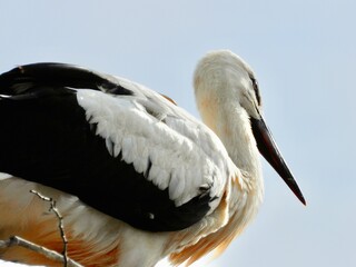 white stork 