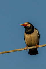 The Siamese Pied Myna (Gracupica floweri) is a medium-sized starling with striking black and white plumage. It has a white body, black head, wings, and tail.