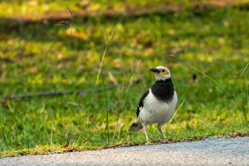 The Black-collared Starling (Gracupica nigricollis) is a medium-sized bird with striking black and white plumage, a distinctive black collar around its neck.