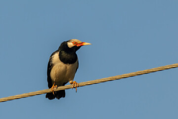 The Siamese Pied Myna (Gracupica floweri) is a medium-sized starling with striking black and white plumage. It has a white body, black head, wings, and tail.
