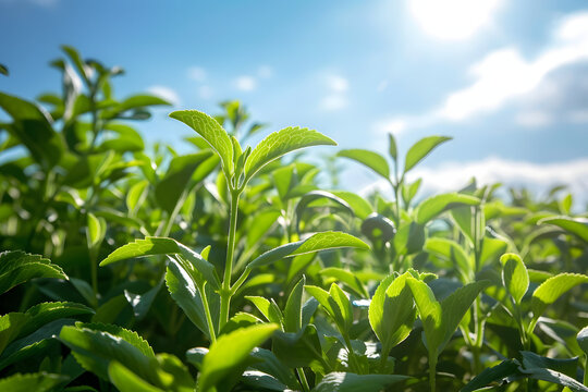 The stevia leaf plantation feels fresh in the morning sunrise.