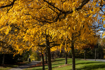 Autumn splendor captures a vibrant yellow-leaved tree in sharp focus against a softly blurred background of a park setting - golden foliage bathes the scene in warm light. Taken in Toronto, Canada.