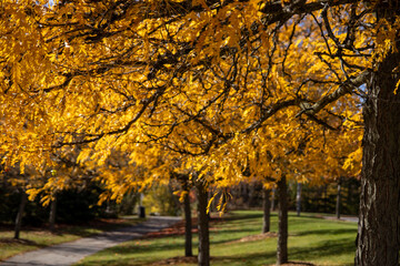 Autumn splendor captures a vibrant yellow-leaved tree in sharp focus against a softly blurred background of a park setting - golden foliage bathes the scene in warm light. Taken in Toronto, Canada.