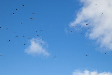 Flock of birds in flight - against a clear blue sky, interspersed with fluffy white clouds, capturing a sense of freedom and the beauty of nature. Taken in Toronto, Canada.