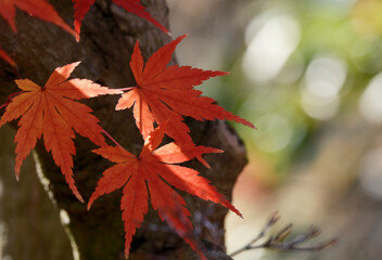 穏やかな秋の陽射しを浴びた鮮やかな紅葉