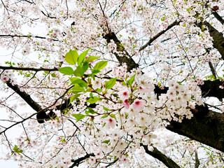満開の桜と葉っぱ