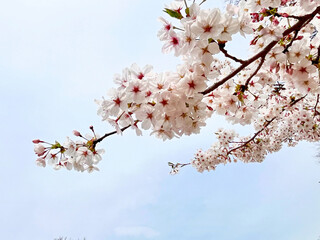 満開の桜と空