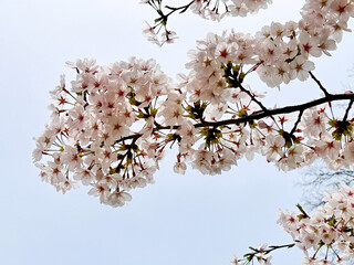 満開の桜と空