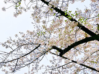 綺麗な桜の木と空