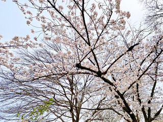 桜の木と空