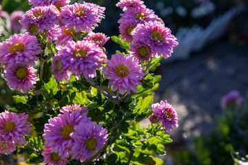 Vibrant pink chrysanthemums - sunlight filtering through petals - dewdrops on delicate flowers - lush green foliage background. Taken in Toronto, Canada.