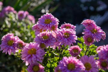 Obraz premium Vibrant pink chrysanthemums - sunlight filtering through petals - dewdrops on delicate flowers - lush green foliage background. Taken in Toronto, Canada.