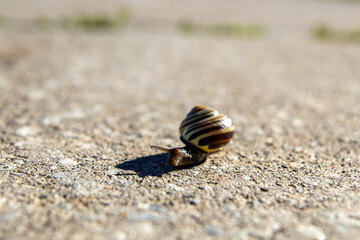 Sunlit garden snail (Cornu aspersum) traversing gritty concrete - intricate shell patterns. Taken in Toronto, Canada.