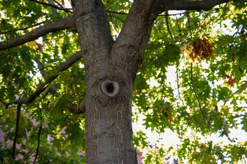 Sunny tree trunk - eye-like knot - lush green leaves - light and shadow - serene natural setting. Taken in Toronto, Canada.