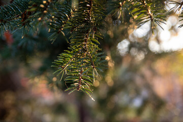 Sunlit evergreen branches - close-up of pine needles - soft-focus background with bokeh effect - warm golden hour lighting. Taken in Toronto, Canada.