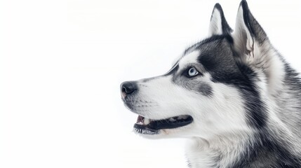 A close-up headshot of a Siberian Husky on a white background, showcasing its expressive eyes, dog, fluffy fur, friendly, cute, mans best friend