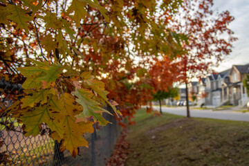 Fototapeta premium Autumnal maple leaves - vibrant orange and yellow hues - blurred residential background with houses and a fence. Taken in Toronto, Canada.