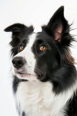 Fototapeta premium A close-up headshot of a Border Collie on a white background, showcasing its expressive eyes, dog, fluffy fur, friendly, cute, mans best friend