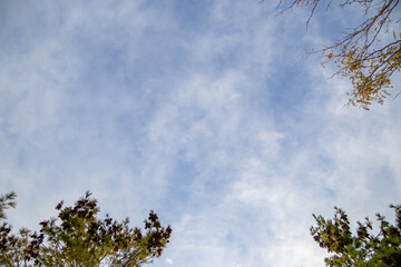 Autumn sky framed by pine and deciduous branches - wispy clouds scattered across. Taken in Toronto, Canada.