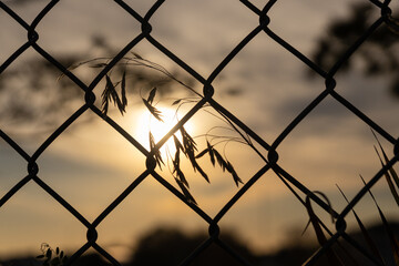 Sunset silhouette through chain-link fence - golden hour lighting - grass and leaves foreground....