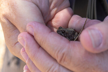 Tiny Toad - Elk Lake
