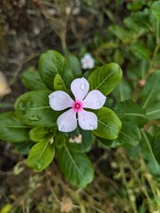 flower in the garden
