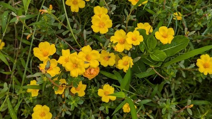 portulaca , portulaca oleraceae , yellow halimium ,yellow flower , mini flower . 