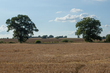 Trees on a field