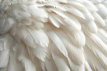 Obraz premium White Feathers Texture Photo