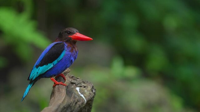 Javan kingfisher  bird is perched on dry wood with green leaves in the background