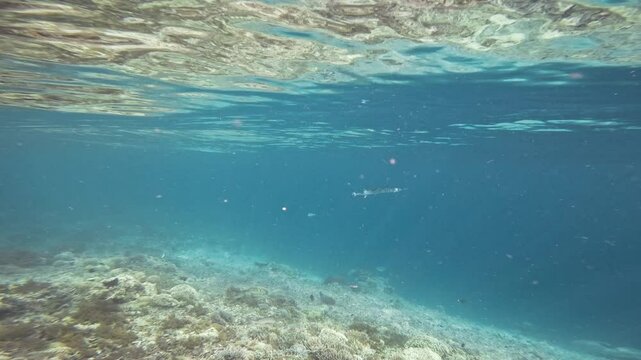 The camera follows a needlefish gliding through clear, blue waters over a vibrant coral reef. This underwater tracking shot captures the slow motion movements of the fish.