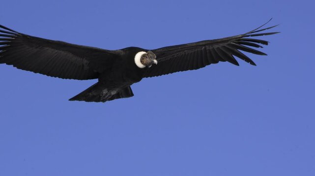 Andean Condor captured in stunning flight footage over the mountains in Patagonia, 4k, slow motion.