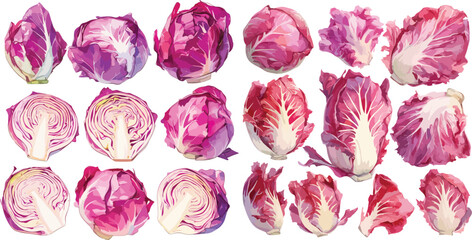 Radicchio watercolor clipart