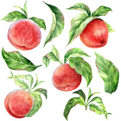 A set of watercolor of ripe peaches and leaves