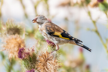 European goldfinch with juvenile plumage, feeding on the seeds of thistles. Carduelis carduelis.