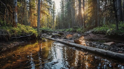 Obraz premium A serene creek winding through a forest, adorned with fallen trees that peacefully blend into the natural surroundings.